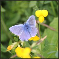 Photo of Common Blue Butterfly